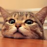 The Pets 𝕏's profile picture