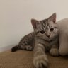 Фото профиля Delikiz..