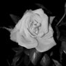Profilbild von Rosa de los Vientos