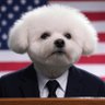 The Political Bichon's profile picture