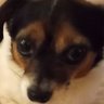 1Voice's profile picture