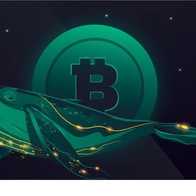CRYPTO WHALE ALERT 🐋's profile picture