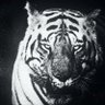 MCKing profil fotoğrafı