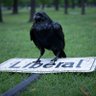 Right Raven's profile picture