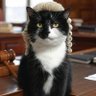 Profilbild von biccat
