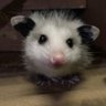 Фото профиля Once Upon a Possum