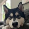 Profilbild von Echo