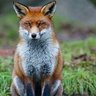 Fox's profile picture