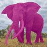 The Pink Elephant profil fotoğrafı