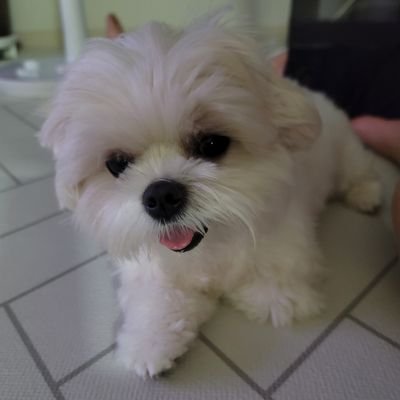 tootoohoo11's profile picture