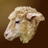 Profilbild von BROOK