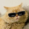 zoya🫶's profile picture