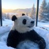 温泉大好き熊五郎 的头像