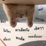 ชอบเสียว's profile picture