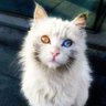 Cats,So Adorable So Good 的头像