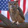 AmericaNowOnX 的头像