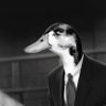 Duckio's profile picture