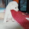 しろろん 的头像