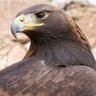 Фото профиля El Aguila real.
