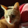 Luna profil fotoğrafı