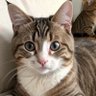 Фото профиля AIART 猫吉