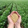 Фото профиля soybean