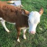Purll's profile picture