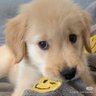 DOGEBB 的头像