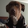 Profilbild von Ms. Pitty