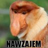 użytkownik obserwator2233's profile picture