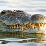 Profilbild von Timsah 🐊