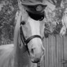 Profilbild von Horse Sense
