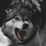 Wolfgangmediawatch's profile picture