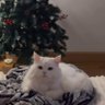 vIteeK.t.'s profile picture
