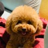 Cosmo profil fotoğrafı