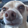 Profilbild von ZoeyDaGriffain