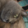 Фото профиля Ruth and Gandalf 🐈 In Memory of Furrends 🐾 🌈