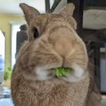 RockyDwarfBunny's profile picture