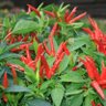 Chili Pepper QD 的头像