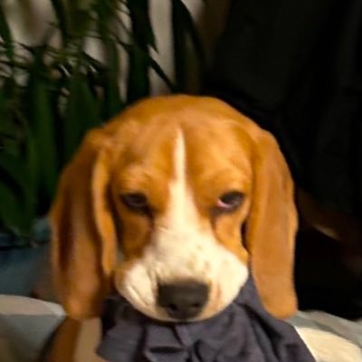 ふてぶてしい犬's profile picture