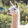 The Dramai Llama 🦙 的头像