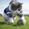 rugby_shironeko's profile picture