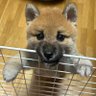 Фото профиля 柴犬のぱん🍞とポメラニアンのしゃり🍣