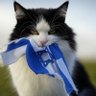 Canadian CATstani قطستان كنَدا🇨🇦🇵🇸🇾🇪🇱🇧🇮🇷 profil fotoğrafı
