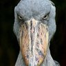Фото профиля Platinull