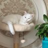 小肥圆 profil fotoğrafı