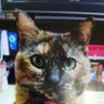 Seiya profil fotoğrafı
