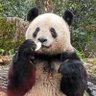 おとぱん🍎🐼 的头像