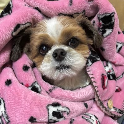 mai6186's profile picture
