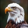 sultan profil fotoğrafı